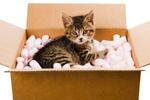 Pets Relocation